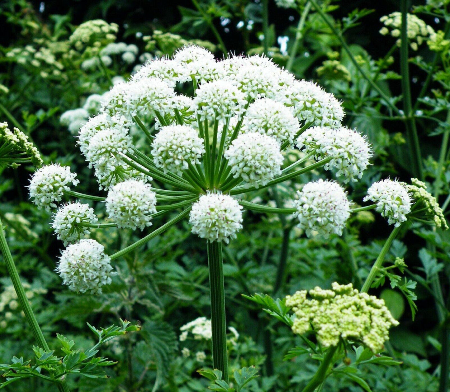 Angelica sinensis plant with white umbrella-shaped flower clusters, close-up
