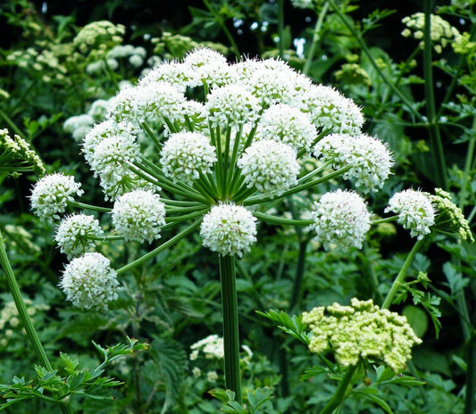 Angelica sinensis plant with white umbrella-shaped flower clusters, close-up