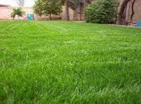 Annual Rye Grass Seeds - 1 lb - Seed World