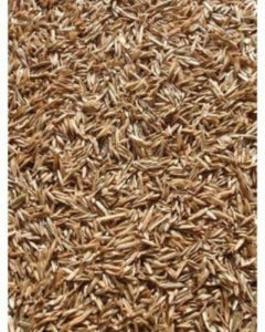 Annual Rye Grass Seeds - 1 lb - Seed World