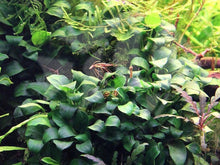 Anubias Nana ‘Petite’ Aquarium Plant - Seed World