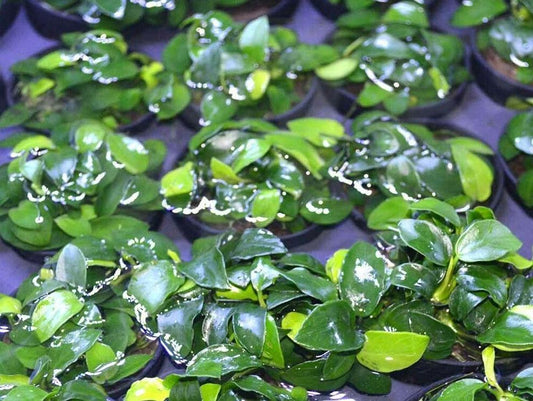 Anubias Nana ‘Petite’ Aquarium Plant - Seed World
