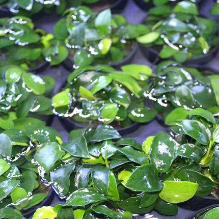 Anubias Nana ‘Petite’ Aquarium Plant - Seed World