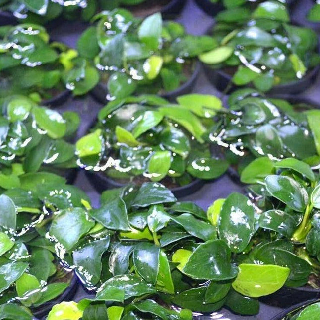 Anubias Nana ‘Petite’ Aquarium Plant - Seed World