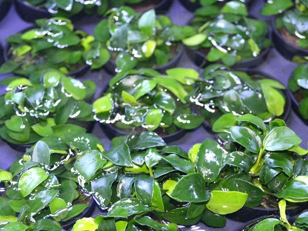 Anubias Nana ‘Petite’ Aquarium Plant - Seed World