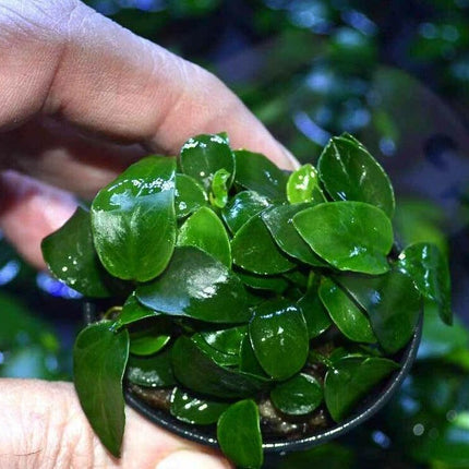 Anubias Nana ‘Petite’ Aquarium Plant - Seed World