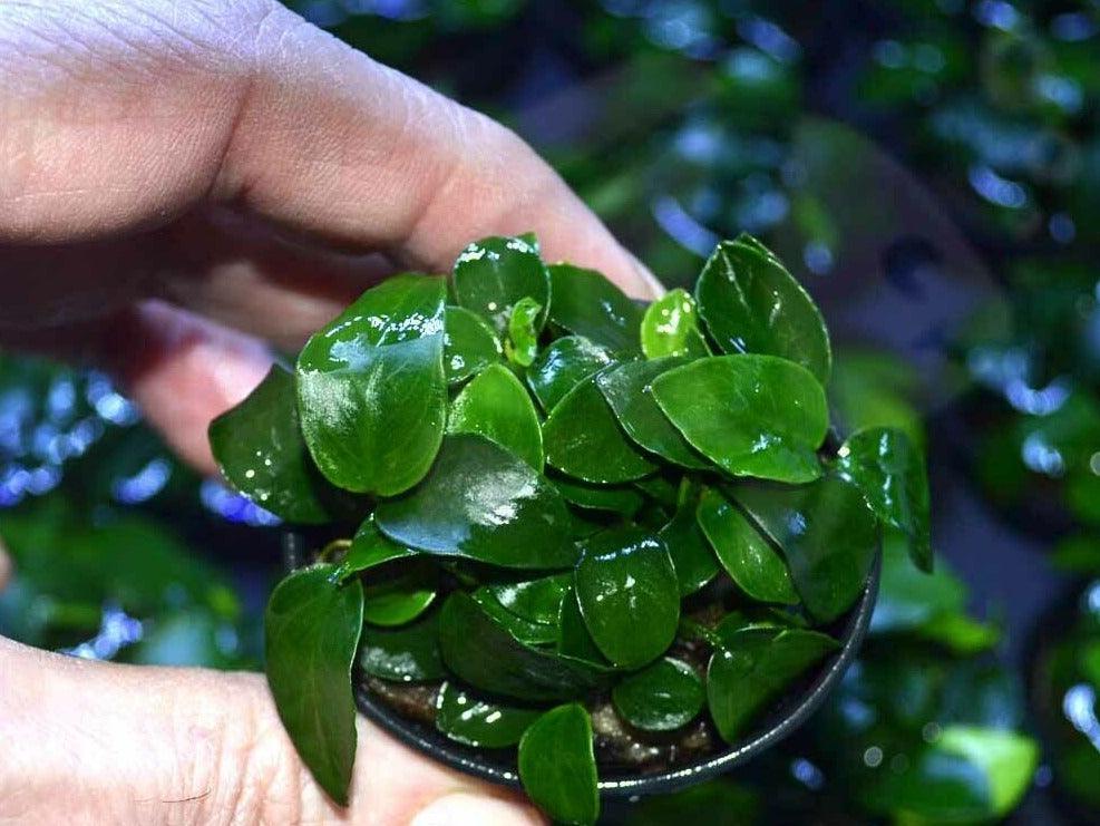 Anubias Nana ‘Petite’ Aquarium Plant - Seed World