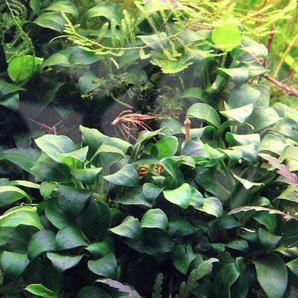 Anubias Nana ‘Petite’ Aquarium Plant - Seed World