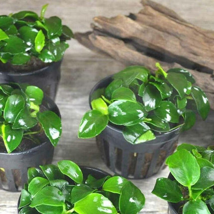 Anubias Nana ‘Petite’ Aquarium Plant - Seed World