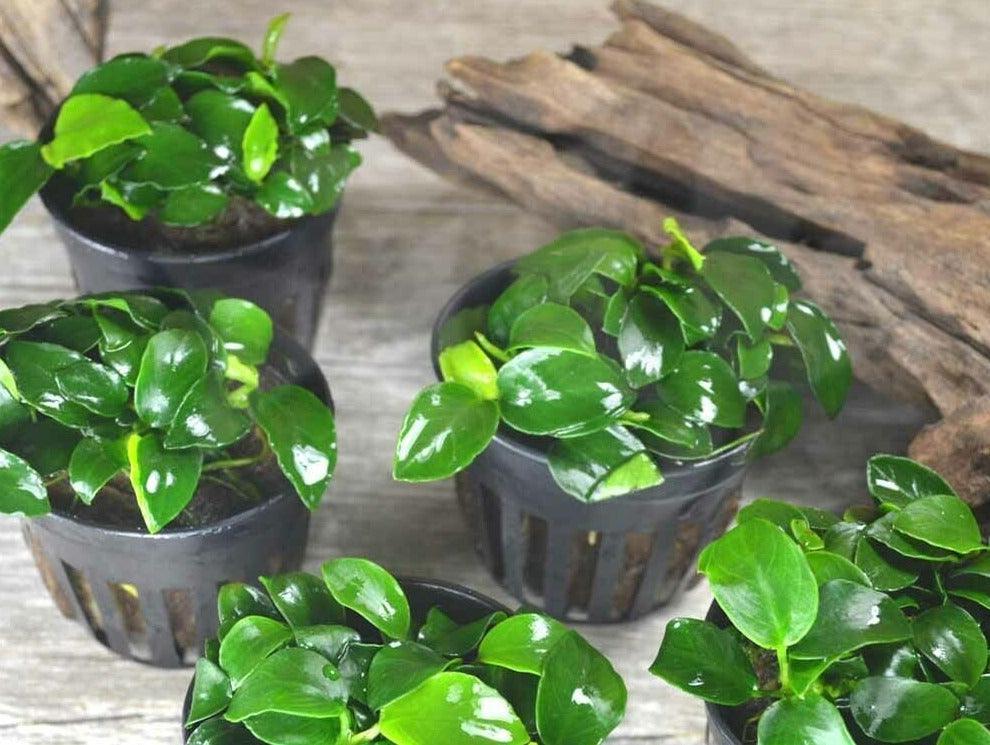 Anubias Nana ‘Petite’ Aquarium Plant - Seed World