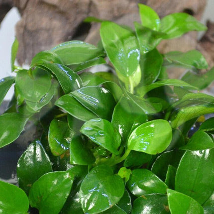 Anubias Nana ‘Petite’ Aquarium Plant - Seed World