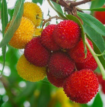 Close-up of red and yellow Arbutus unedo fruits hanging on the branch
