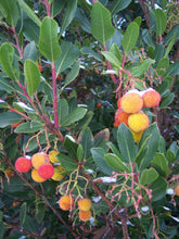 Orange Arbutus unedo fruits growing among green leaves

