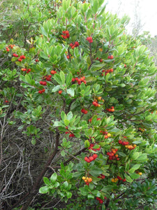 Arbutus unedo tree covered in ripe red fruits