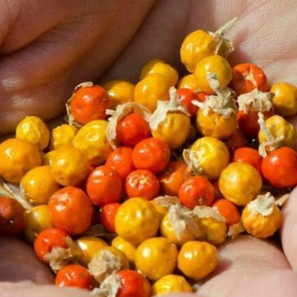 Ashwagandha Seeds (Withania somnifera) – Heirloom, Non-GMO - Seed World