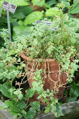 Ashwagandha Seeds (Withania somnifera) – Heirloom, Non-GMO - Seed World