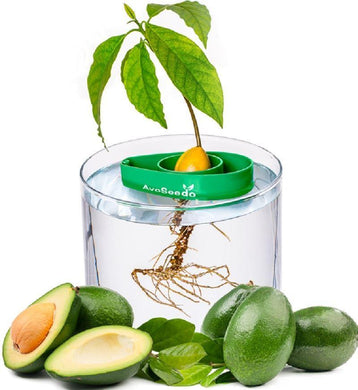 AvoSeedo™ | Avocado Seed Holder - Tree Growing Kit - Seed World