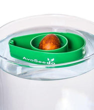 AvoSeedo™ | Avocado Seed Holder - Tree Growing Kit - Seed World
