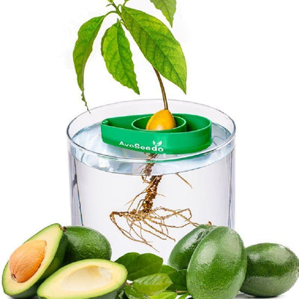 AvoSeedo™ | Avocado Seed Holder - Tree Growing Kit - Seed World