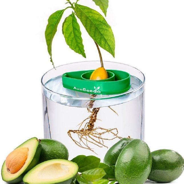 AvoSeedo™ | Avocado Seed Holder - Tree Growing Kit - Seed World