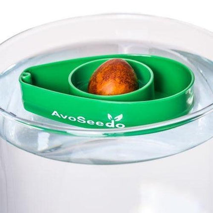 AvoSeedo™ | Avocado Seed Holder - Tree Growing Kit - Seed World