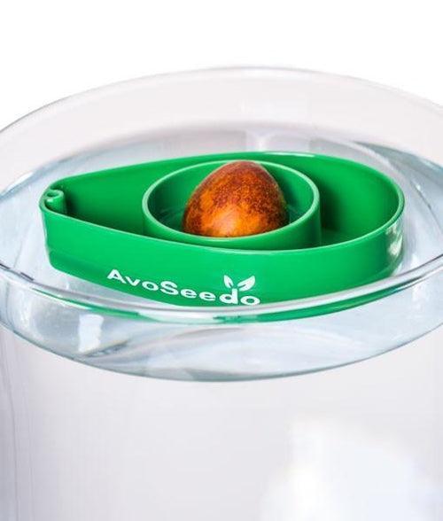 AvoSeedo™ | Avocado Seed Holder - Tree Growing Kit - Seed World
