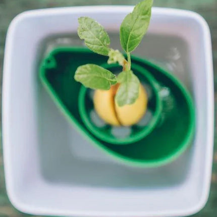 AvoSeedo™ | Avocado Seed Holder - Tree Growing Kit - Seed World
