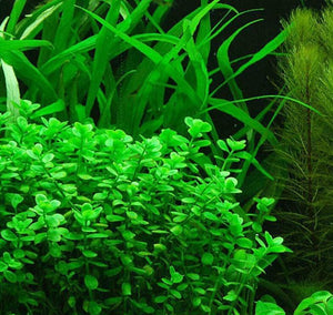 Bacopa Monnieri Moneywort Freshwater Live Aquarium Plants Bunch - Seed World
