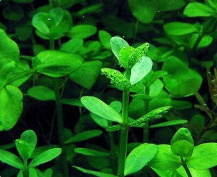 Bacopa Monnieri Moneywort Freshwater Live Aquarium Plants Bunch - Seed World