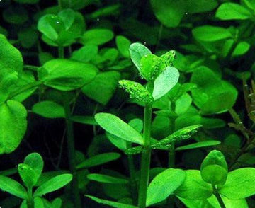 Bacopa Monnieri Moneywort Freshwater Live Aquarium Plants Bunch – Seed World