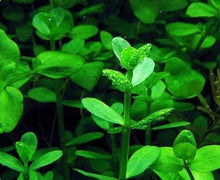 Bacopa Monnieri Moneywort Freshwater Live Aquarium Plants Bunch - Seed World