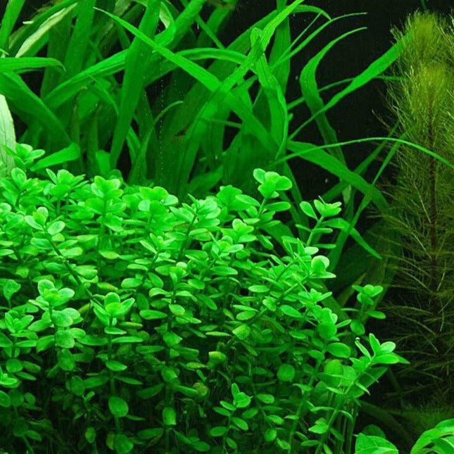 Bacopa Monnieri Moneywort Freshwater Live Aquarium Plants Bunch - Seed World