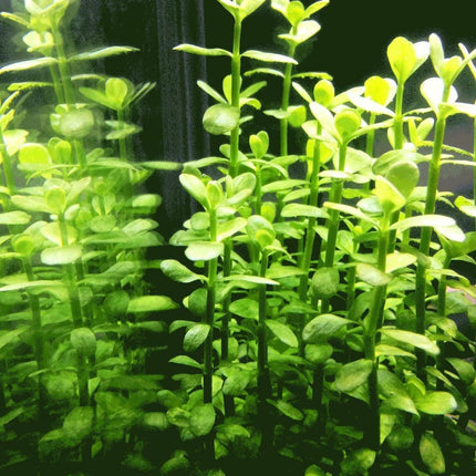 Bacopa Monnieri Moneywort Freshwater Live Aquarium Plants Bunch - Seed World