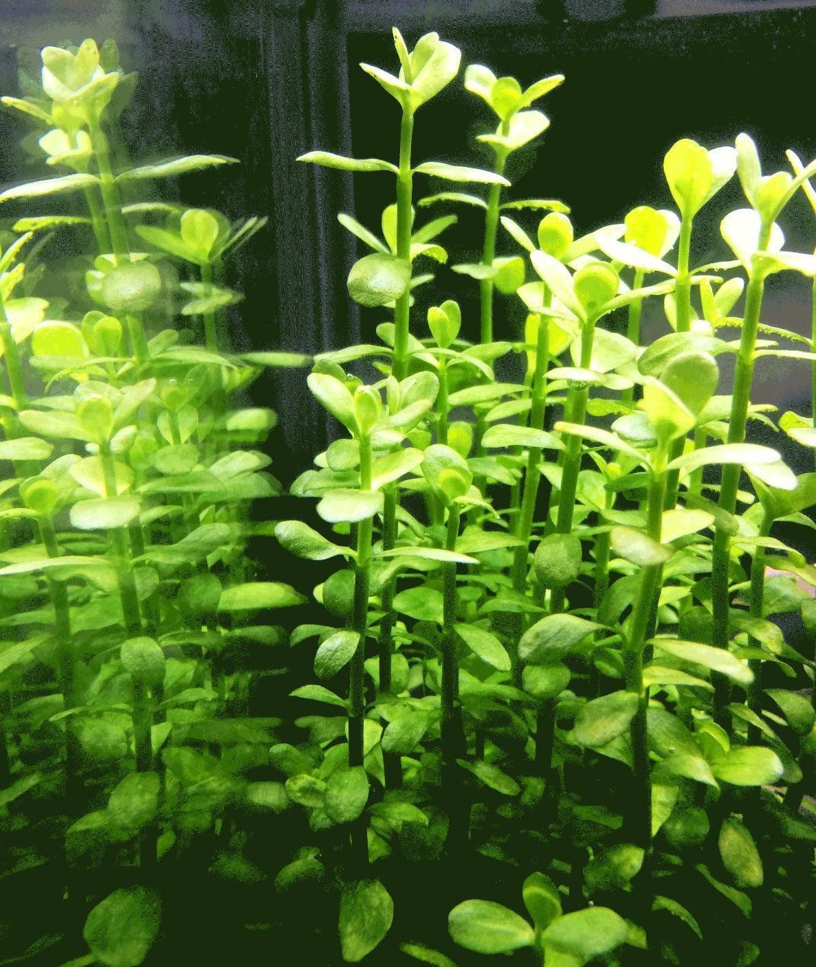 Bacopa Monnieri Moneywort Freshwater Live Aquarium Plants Bunch - Seed World