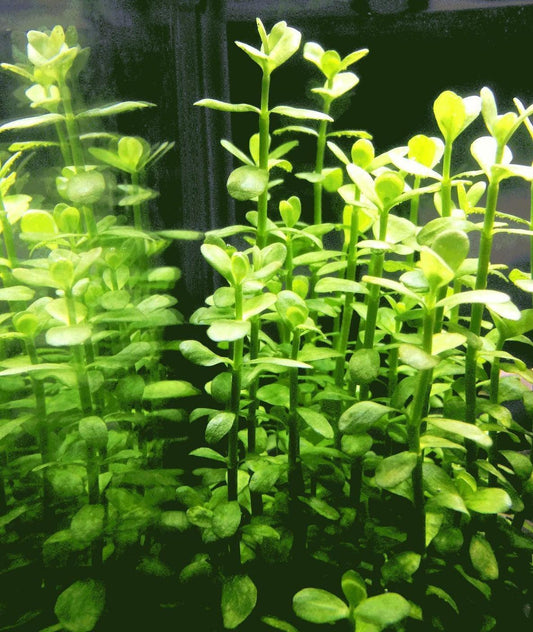 Bacopa Monnieri Moneywort Freshwater Live Aquarium Plants Bunch - Seed World
