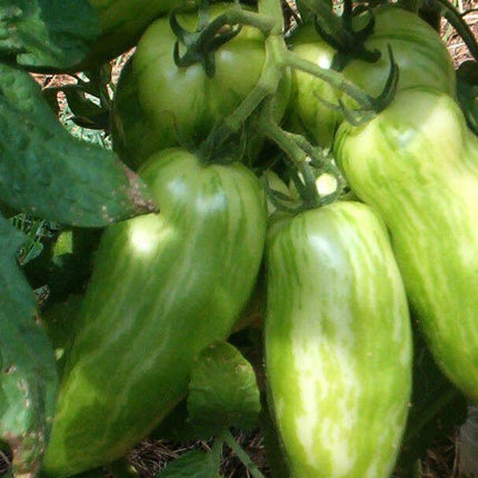 Banana Legs Tomato Seeds - Seed World