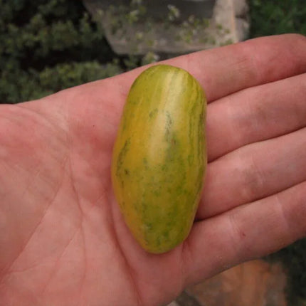 Banana Legs Tomato Seeds - Seed World