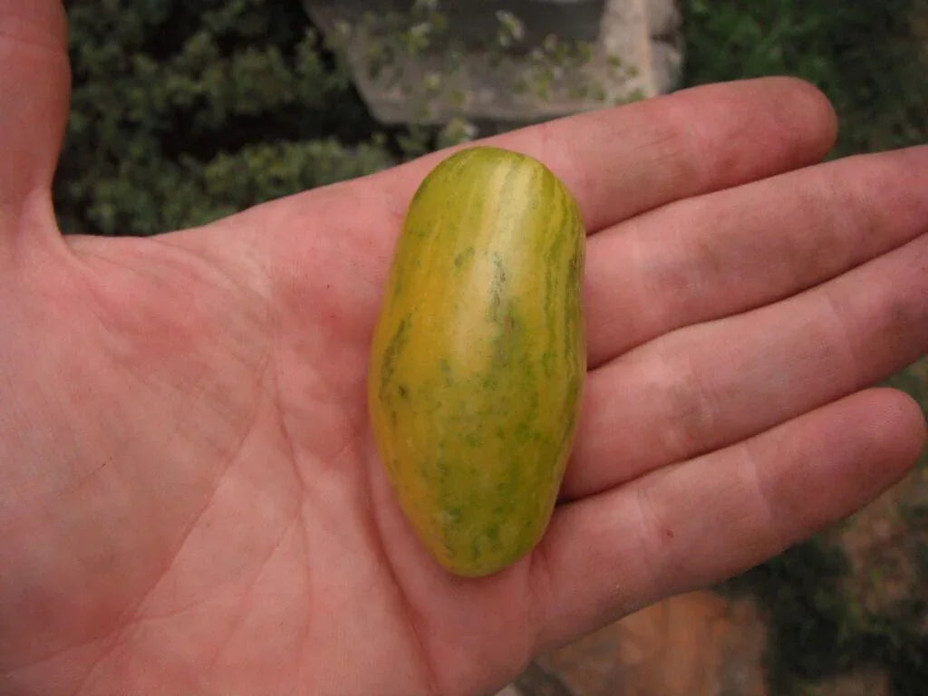 Banana Legs Tomato Seeds - Seed World