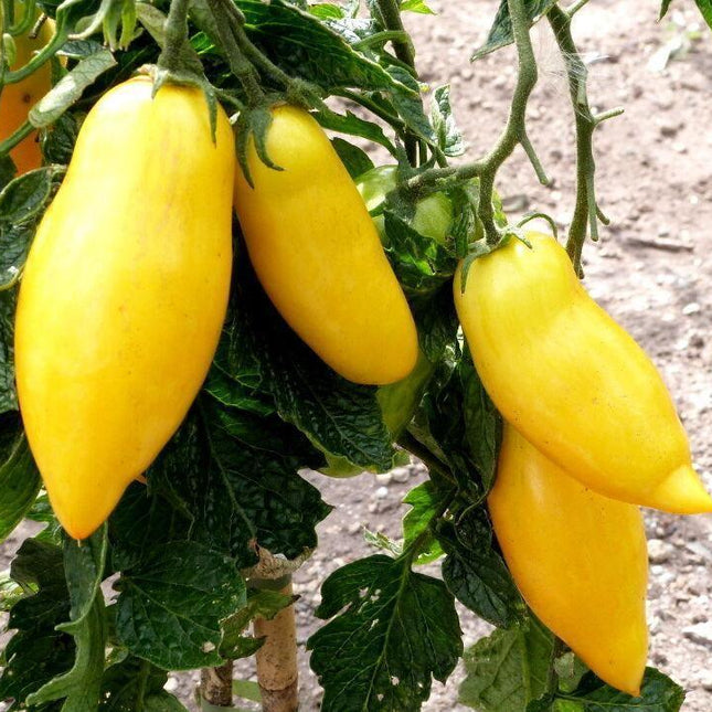 Banana Legs Tomato Seeds - Seed World