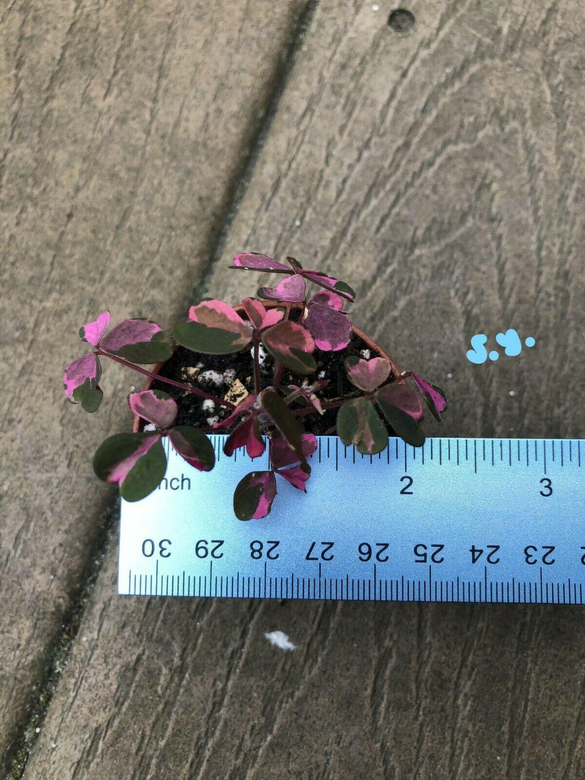 Beautiful Live Variegated Oxalis 'plum Crazy' Wood Sorrel Plant 2" Pot - Seed World