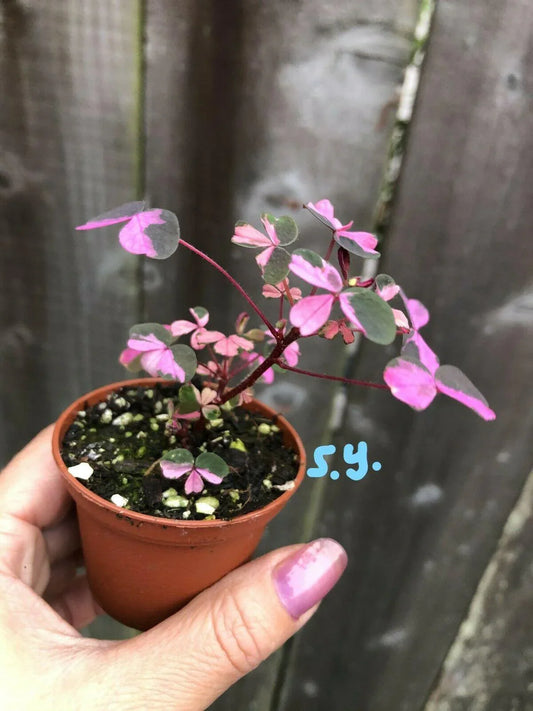Beautiful Live Variegated Oxalis 'plum Crazy' Wood Sorrel Plant 2" Pot - Seed World