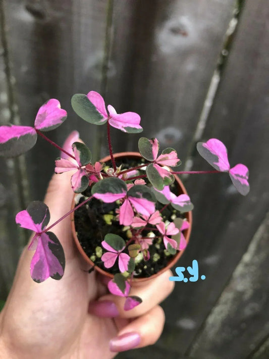 Beautiful Live Variegated Oxalis 'plum Crazy' Wood Sorrel Plant 2" Pot - Seed World
