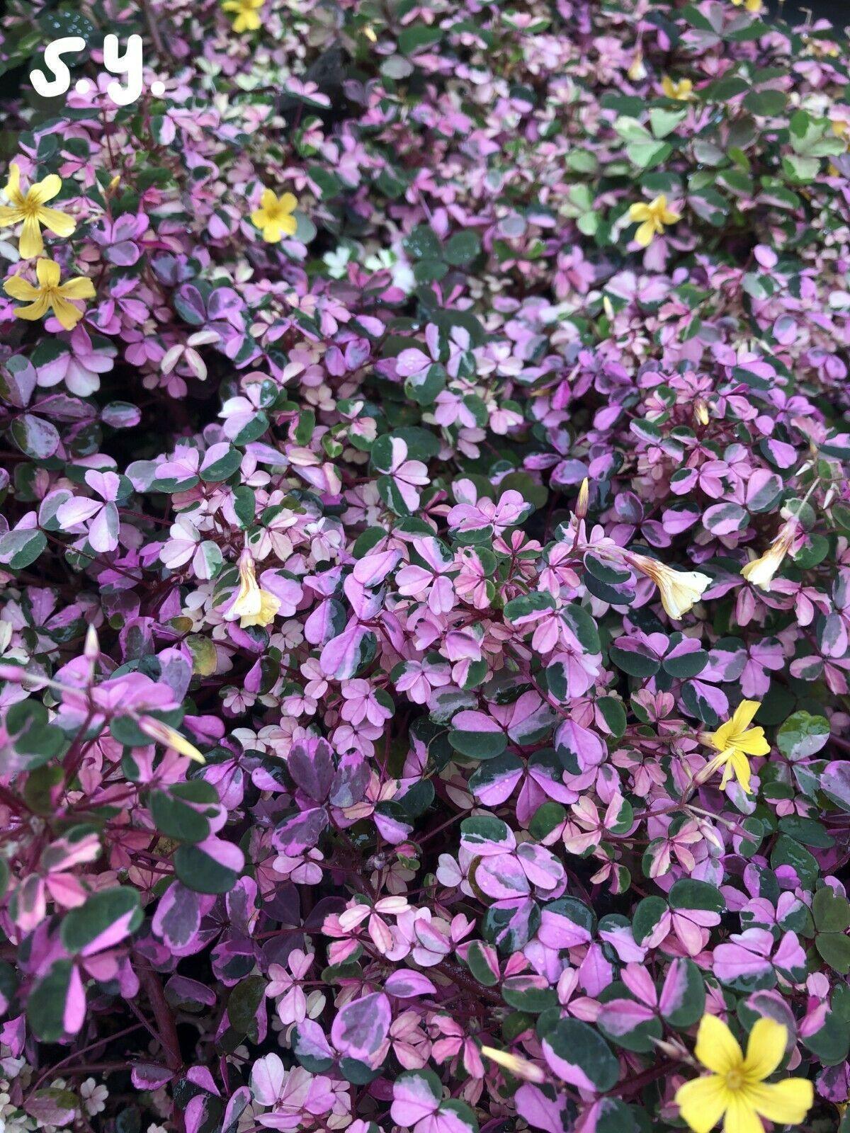 Beautiful Live Variegated Oxalis 'plum Crazy' Wood Sorrel Plant 2" Pot - Seed World