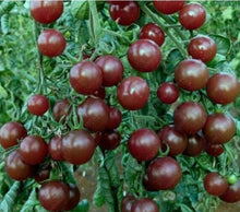 	Dark maroon cherry tomatoes growing on vine