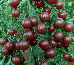 	Dark maroon cherry tomatoes growing on vine