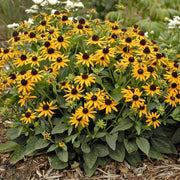 Black Eyed Susan (Rudbeckia Hirta) Flower Seeds - Seed World