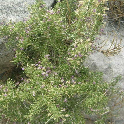 Black Goji Berry Seeds (Lycium ruthenicum) – Himalayan Black Wolfberry - Seed World