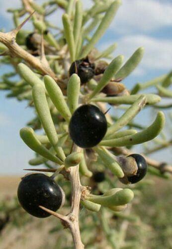 Black Goji Berry Seeds (Lycium ruthenicum) – Himalayan Black Wolfberry - Seed World