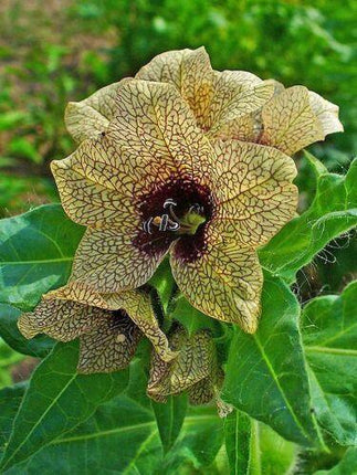 Black Henbane Seeds – Hyoscyamus (Stinking Nightshade) - Seed World