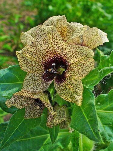 Black Henbane Seeds – Hyoscyamus (Stinking Nightshade) - Seed World